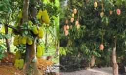 Loại cây tụ lộc trời ban: Chặt đi là mất phúc, giữ thì tài lộc phú quý, phúc khí vô biên, càng trồng càng giàu