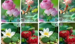 Trắc nghiệm tâm lý: Bạn sẽ chọn bức tranh hoa nào trong bốn bức tranh sau đây? Vận may nào sẽ đến với bạn trong năm nay? 