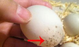 Hạn sử dụng của trứng là bao lâu? Nếu vỏ trứng có 4 dấu hiệu này, phải bỏ ngay lập tức