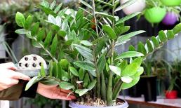 Cây kim tiền ai cũng biết mang ý nghĩa tốt đẹp, nhưng đừng đặt linh tinh: Đặt vị trí này mới thu hút tài lộc và may mắn