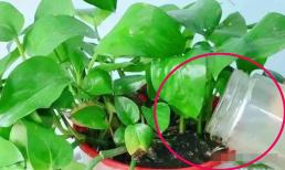 4 loại “nước vạn năng” tại nhà, rất tốt cho việc trồng hoa, cứ 7 ngày tưới 1 lần thì hoa sẽ tươi tốt hơn