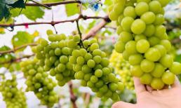 Nông dân Nghệ An trồng thành công giống nho 'quý tộc' có giá hơn 1.000.000 đồng/kg: Giá rẻ hơn nhập khẩu
