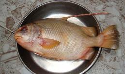 4 loại cá khó nuôi, thịt bổ không tanh, nhà giàu săn lùng từng con: Đi chợ gặp nhớ mua ngay!