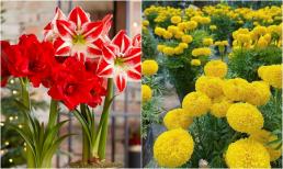 Cẩn thận với 5 loài hoa tuy đẹp nhưng trồng trước nhà sẽ rước họa vào thân, tiền bạc tiêu tán, bệnh tật triền miên