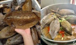 Một loại cá của Việt Nam có bề ngoài kinh dị nhưng thịt ngon hơn thịt gà, giá lên đến 400.000đ/kg 