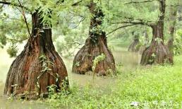 Loài cây quý hiếm bậc nhất thế giới: Chỉ mọc ở 3 nước, nguy cơ tuyệt chủng cao, xuất hiện tại Việt Nam 