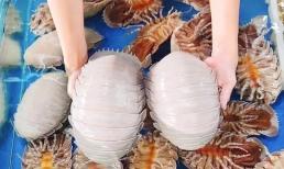 Loại hải sản 'nhà giàu' cực đáng sợ tại Việt Nam: Giá lên tới 4.000.000 đồng/con vẫn vấp phải nhiều lời khen chê