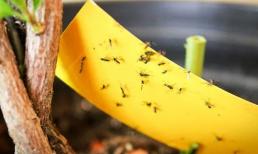 Trong chậu hoa xuất hiện nhiều kiến và ốc sên, hãy xịt một ít 'nước diệt côn trùng' tự chế, cả tổ kiến ​​và các côn trùng sẽ bị tiêu diệt