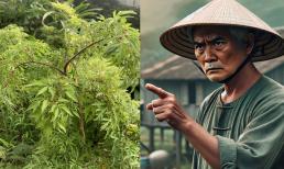 Cây đinh lăng có nên trồng trước nhà không? Lời Tổ tiên dặn chớ đừng lơ là kẻo 'rước họa' 