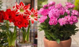 5 loại hoa có thể 'cải vận' mà ít người biết tới, chỉ cần trồng 1 chậu dù đang xui 'tận mạng' thì may mắn cũng tìm về