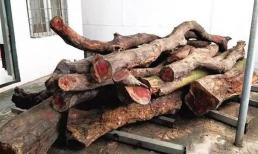 Loại gỗ xưa chỉ để dùng làm chuồng lợn hoặc củi đun bếp, nay bán 2 cây cũng đủ mua cả chục căn chung cư