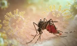 Bệnh chikungunya do muỗi đang lây lan toàn cầu có nguy hiểm không?