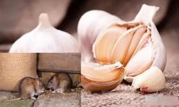 5 cách diệt chuột vô hại, đơn giản và rẻ tiền