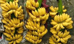 Nông dân một xã ở Phú Thọ 'ba đời đổi vận' nhờ trồng giống chuối đặc biệt cho sản lượng 1.000 tấn/năm 