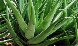 Nhà có điều kiện nhất định phải trồng lô hội bởi 9 công dụng thần kỳ lại tiết kiệm được kha khá tiền