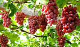 Loại cây 'thay vận' hơn hoa giấy, trồng một cây, lộc kéo cả năm