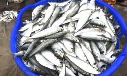 Thấy loại cá này ở chợ nhớ mua ngay: Tốt bậc nhất thế giới, dinh dưỡng vượt cá hồi mà giá chỉ bằng 1/5