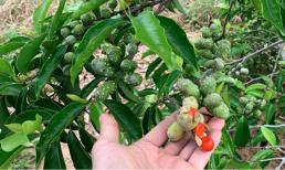 Việt Nam trồng nhiều một loại cây gia vị được ví như 'vàng ròng', giá lên tới 600.000 đồng/kg hạt