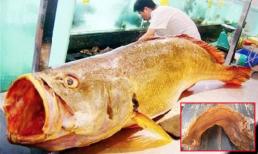 Việt Nam có loài cá tiền tỷ, trong bụng chứa 'báu vật' khiến giới nhà giàu săn lùng khắp châu Á