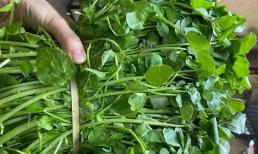  Đi chợ gặp loại rau tốt nhất thế giới nhớ mua ngay, ngừa ung thư cực đỉnh mà ít người biết