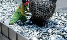 Vào đầu mùa thu, loại cá bổ dưỡng nhất không phải là lươn hay cá chạch mà là 4 loại cá này, nhiều thịt, ít xương, dinh dưỡng cao, không thể nuôi nhân tạo