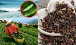 Có một loại trà quý hiếm cứ bị bọ ăn là tăng giá gấp 13 lần, Việt Nam chỉ vài tỉnh trồng được