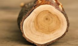 Loại gỗ trong thân chứa 'vàng thơm', giá 160 triệu đồng/kg luôn trong tình trạng khan hiếm, không có mà mua