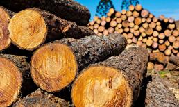 Ở Việt Nam có loại gỗ 'đắt hơn vàng', chỉ còn 8 cây cuối cùng ngoài tự nhiên