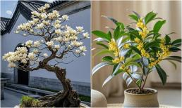 Loại cây người nghèo chê 'ỉ ôi' nhưng người giàu lại rất thích trồng, chẳng trách càng trồng càng giàu