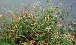 Loài cỏ lạ mọc dại có vị cay hơn cả ớt, không cần chăm bón: Xưa người Việt ngó lơ, nay hái bán kiếm bộn tiền
