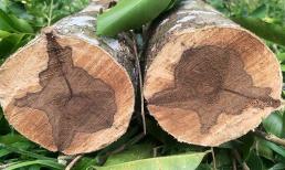 Gỗ quý có hương thơm cực phẩm, được định giá 2,3 tỷ đồng/kg: Việt Nam sở hữu loại tốt nhất thế giới