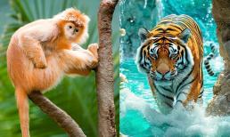 Tử vi ngày 22/8/2025 của 12 con giáp: Tuổi Thân vận trình vô cùng thuận lợi, Dần dễ vướng chuyện thị phi