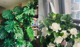 Hoa Âm không rất kị trồng trong nhà Dương! Nếu nhà bạn có 5 loại hoa, hãy dọn chúng ra ngay lập tức!