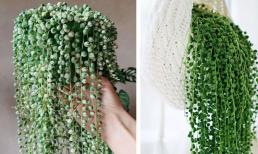 Một loại cây cảnh dễ trồng hơn 100 lần trầu bà, xanh tươi như ngọc, tỏa sáng lấp lánh