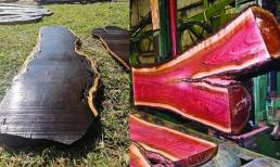 Loại gỗ đứng trước nguy cơ tuyệt chủng, quý hơn 'vàng 9999': Bán 1 tấm mua được căn chung cư