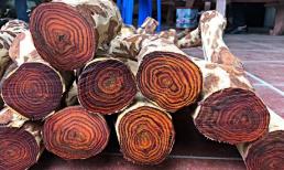 1 loại gỗ ở Việt Nam được mệnh danh là 'vàng lộ thiên', cây 20 năm tuổi trở lên có giá hàng chục tỷ đồng