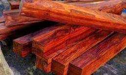 Loại gỗ ở Việt Nam được ví là 'báu vật rừng xanh', từng được thổi giá lên tới nửa tỷ/m³