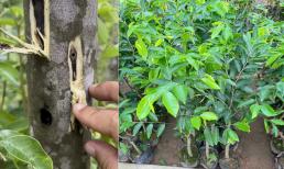 Loại cây được ví như ‘vàng lỏng lộ thiên’, mang về hàng tỷ đồng/kg cho người trồng tại Việt Nam
