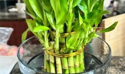 4 vị trí đặt cây phát lộc trong nhà sẽ phát triển tốt và mang ý nghĩa tốt lành!