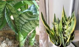 'Món ăn khoái khẩu' của cây lưỡi hổ chỉ có 2 loại, dùng sớm và hoa nở sớm, tăng trưởng không ngừng