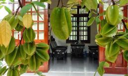 Tổ tiên: Có nên trồng cây khế trước nhà không? Vị trí nào đẹp nhất để trồng khế?