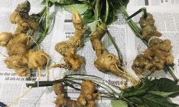 Việt Nam sở hữu loại 'rễ cây' quý nhất thế giới, chỉ có ở 2 tỉnh: Cây 10 năm mới trưởng thành, là 'thần dược' cho sức khỏe