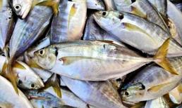 Loại cá ở quê là 'thuốc bổ' của chị em phụ nữ, giàu sắt và omega-3, giá chỉ 70.000 đồng/kg, nhiều mẹ bầu toàn bỏ lỡ