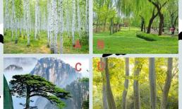 Quiz: Bạn thích cây gì? Đoán xem vận may nào sẽ đến với bạn trong tương lai gần