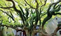 Loài cây được xem như 'báu vật' quý hiếm bậc nhất thế giới, luôn có người canh gác 24/24
