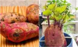 4 dấu hiệu nhận biết khoai lang 'ngậm độc', tuyệt đối không nên mua, ăn vào chỉ khổ cái thân!