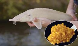 Thứ từng được sử dụng để làm thức ăn cho lợn nay trở thành đặc sản xa xỉ, một kg đáng giá bằng cả gia tài