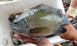 Rộ tin ăn cá rô phi gây nguy hại sức khỏe, thực hư thế nào?