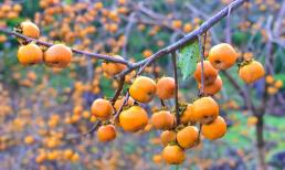 Loại quả 'cứng như đá', nay lên đời thành đặc sản được ưa chuộng, giúp nông dân 'hốt vàng' đầy nhà