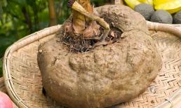 Một loại củ có tên 'chẳng giống ai', trồng nhiều ở miền Bắc: Xưa dùng 'cứu đói', nay thành đặc sản 250 nghìn đồng/kg